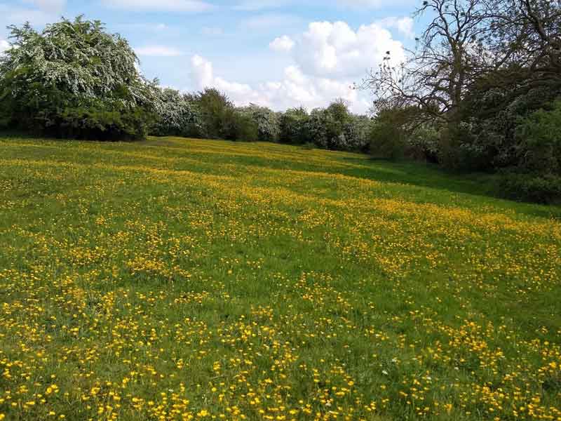 View of a buttercup field