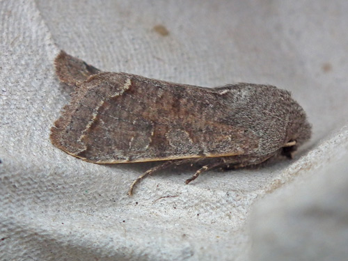 Clouded Drab