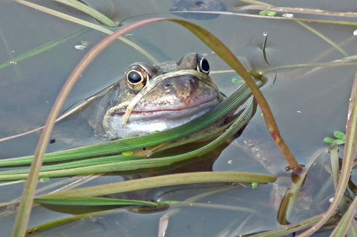 frog in a pond with weed draped over its face