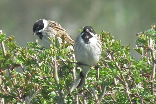 Reed Buntings
