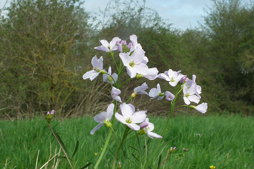 Cuckooflower (Cardamine pratensis)