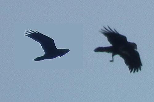 Raven (only one bird)