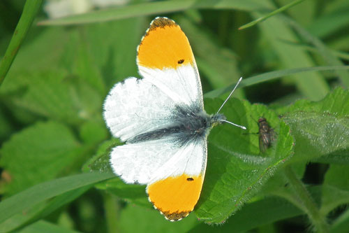 Orange-tip butterfly