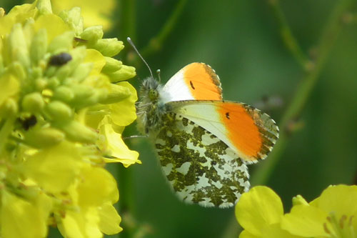 Orange-tip