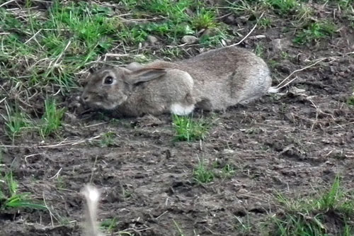Invisible Rabbit