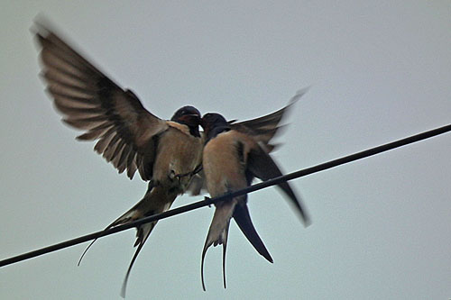 Swallows