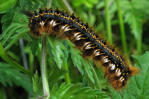 Drinker Moth larva