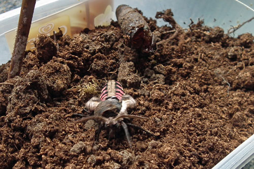 Privet Hawk Moth emergence 11:57am