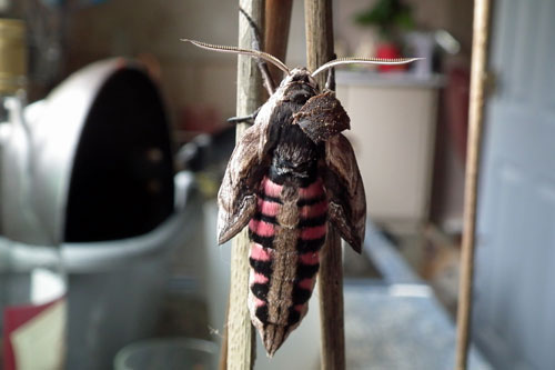 Privet Hawk Moth emergence 11:59am