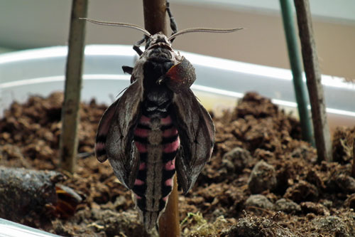 Privet Hawk Moth emergence 12:14pm