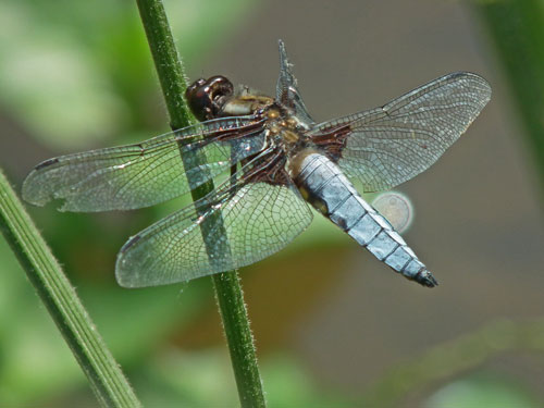 Male Broad-bodied Chaser