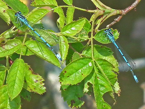 Azure Damselflies