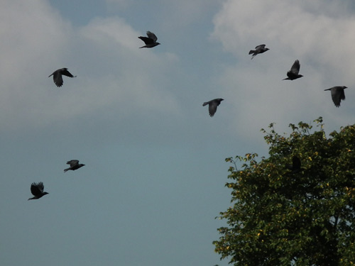 photo of Jackdaws