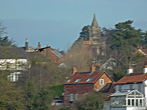 Buzzard with Keyworth in the background
