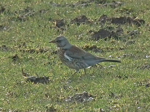 Fieldfare