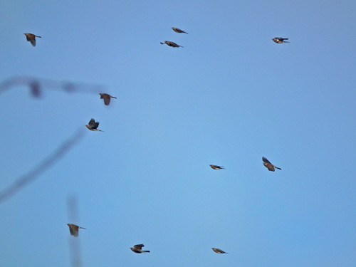 Fieldfares and Redwings