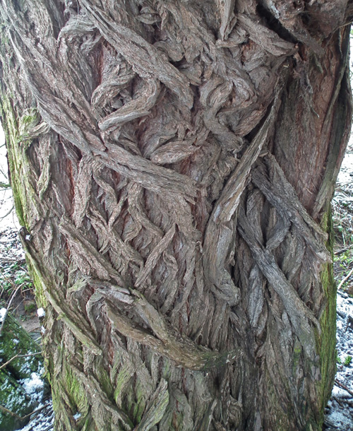 Crack Willow bark