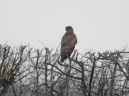 Buzzard'