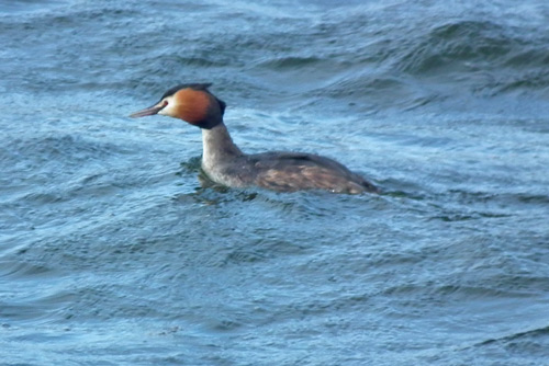 Great Crested Grebe