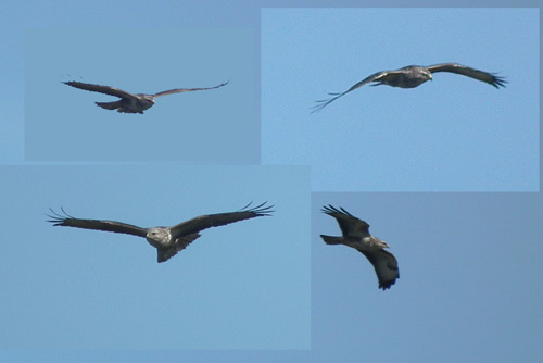 Buzzard