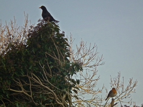 Blackbird and Robin on top of ivy-clad garage