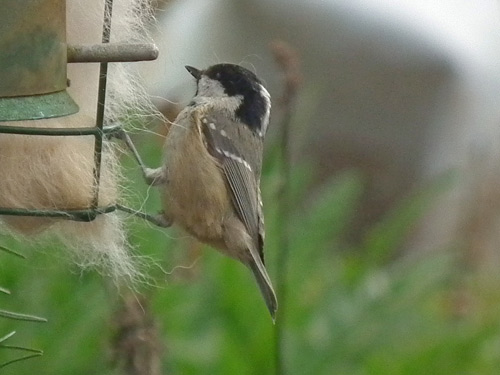Garden Coal Tit
