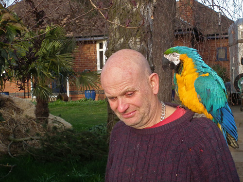 Dixie the macaw