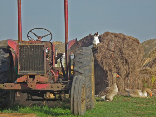 Lings Lane scene