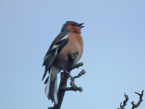 Singing Chaffinch