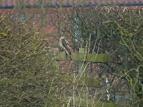 Distant sparrowhawk