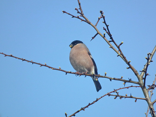 Bullfinch