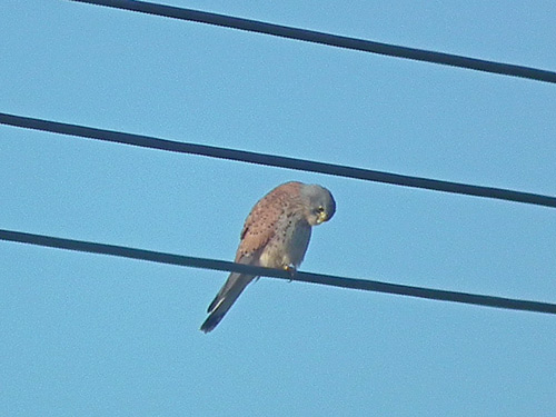 Kestrel