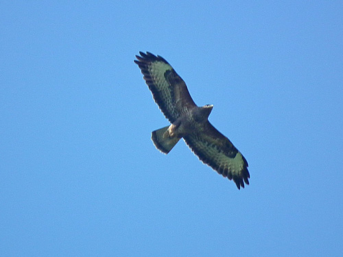 Buzzard