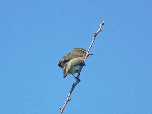 Chiffchaff