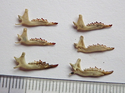 Shrew jaws
