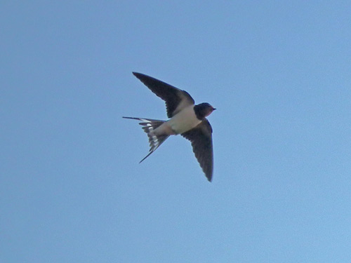 Swallow in flight
