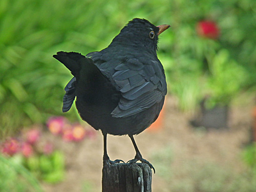 Blackbird
