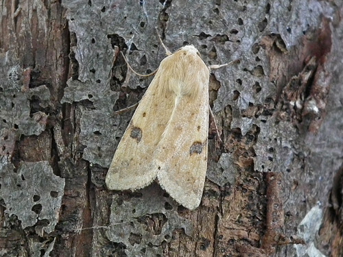 Bordered Straw