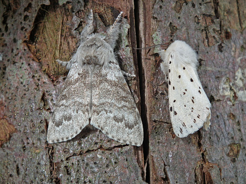 Pale Tussock and White Ermine