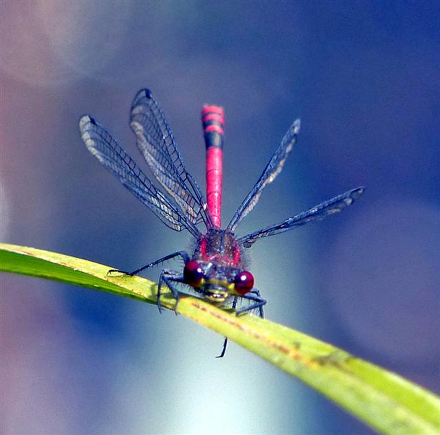 Large Red Damselfy
