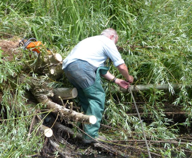 Neil tying a branch before cutting the limb