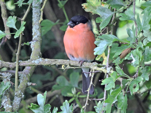 Bullfinch