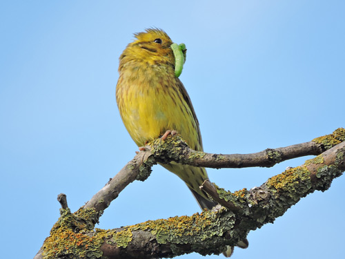 Yellowhammer