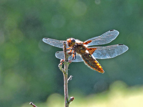 Broad-bodied Chaser