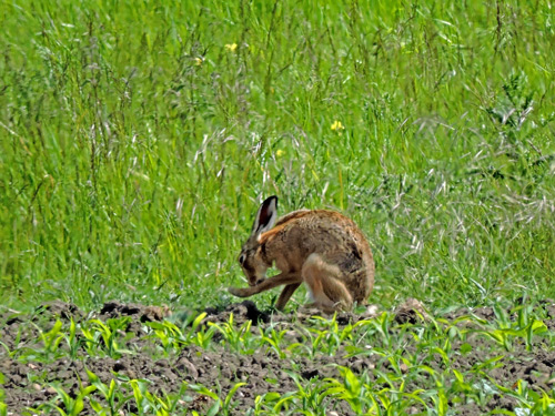 Hare