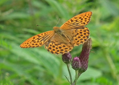 silver-washed fritillary