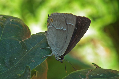 Purple Hairstreak