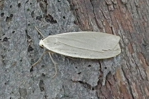Dingy Footman