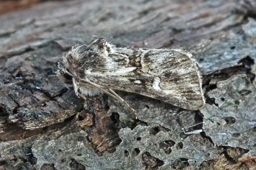 Toadflax Brocade