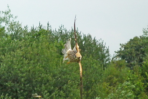 Kestrel